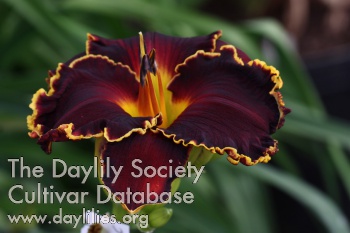 Daylily Blessings Beyond Measure